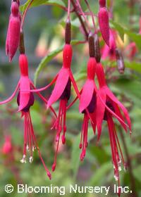 Fuchsia magellanica                               